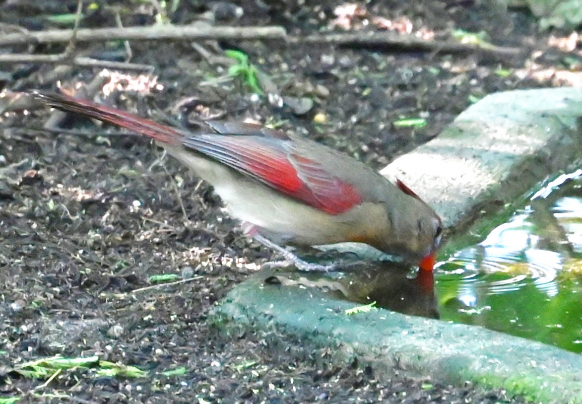 Northern Cardinal - ML643470044