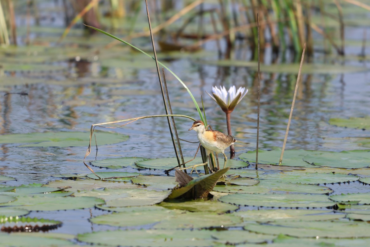 Lesser Jacana - ML643470051