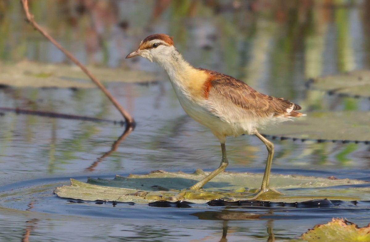 Lesser Jacana - ML643470056