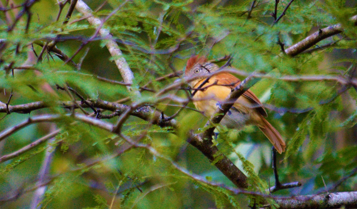 Barred Antshrike - ML643470058