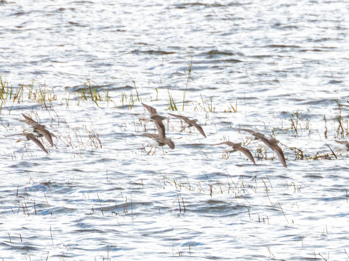 Phalarope de Wilson - ML643470061