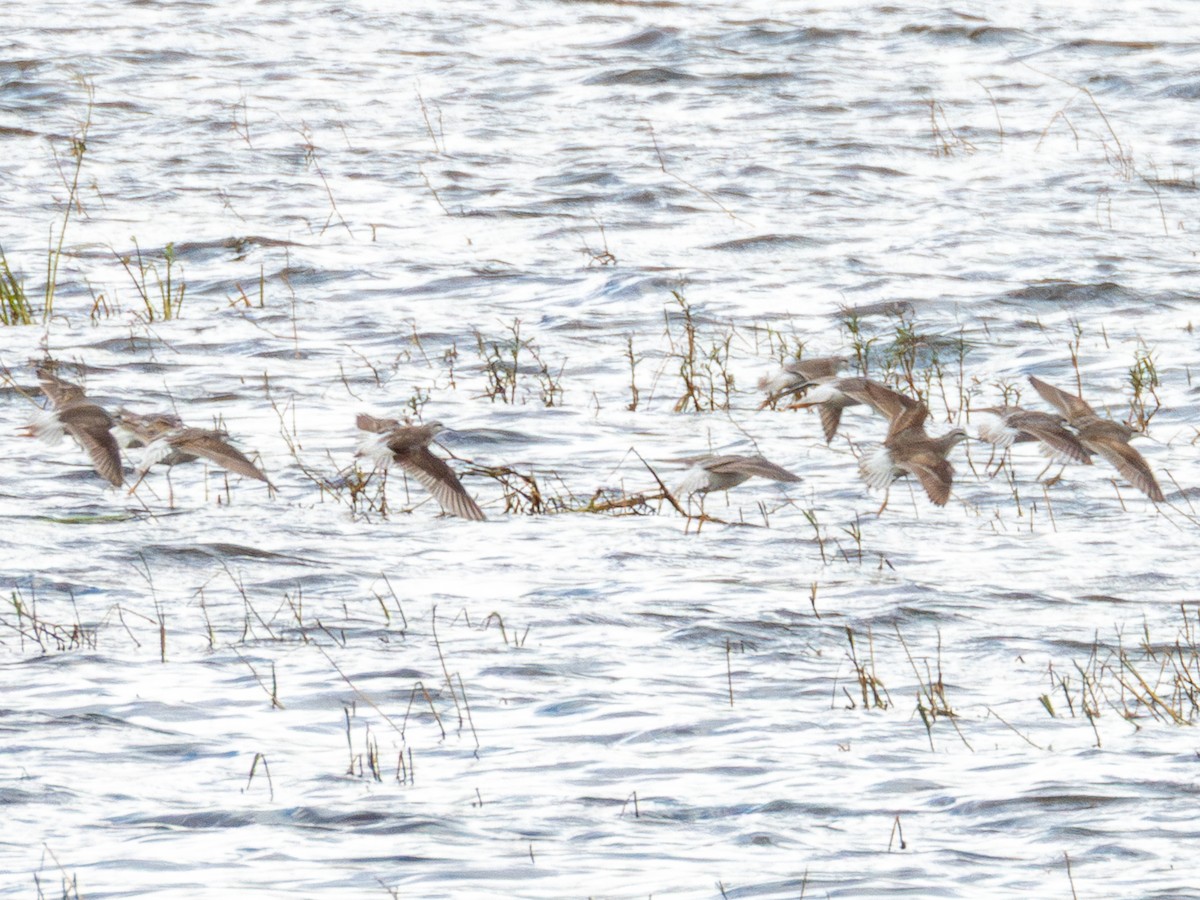 Phalarope de Wilson - ML643470062