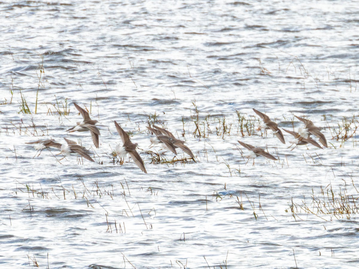 Phalarope de Wilson - ML643470063