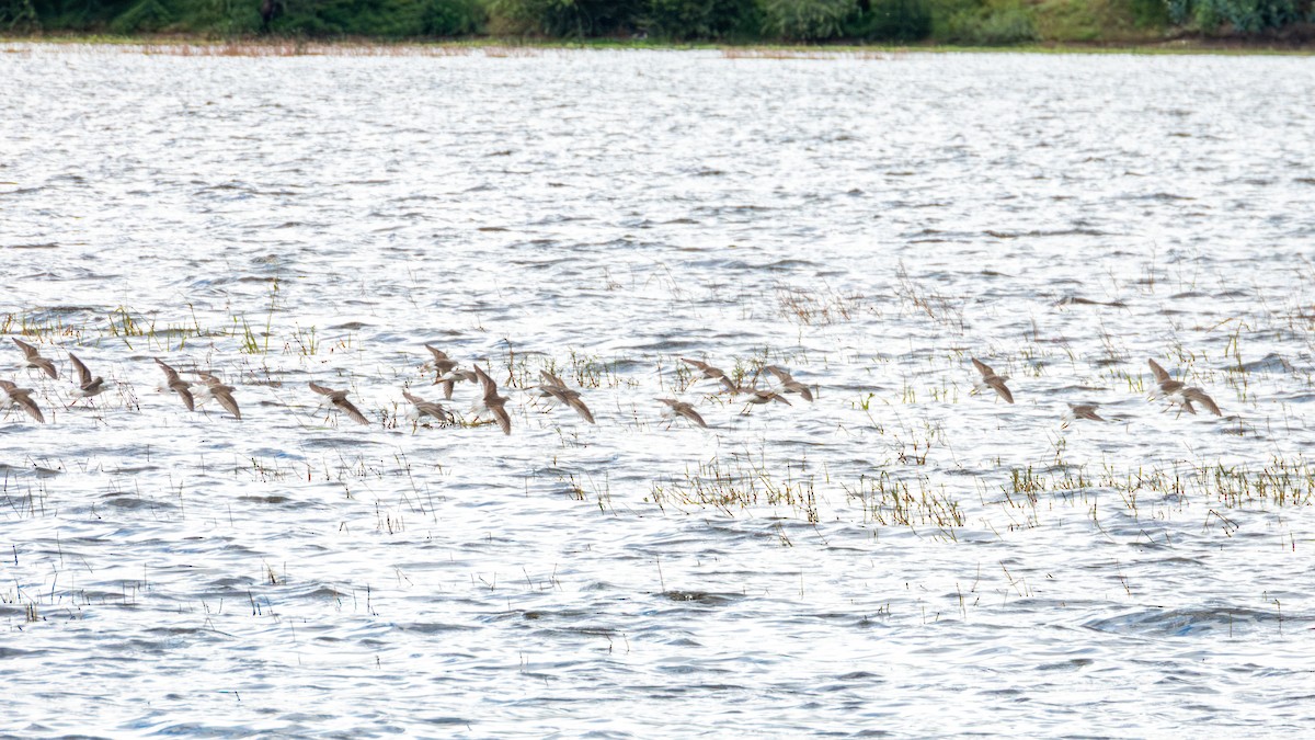 Phalarope de Wilson - ML643470064