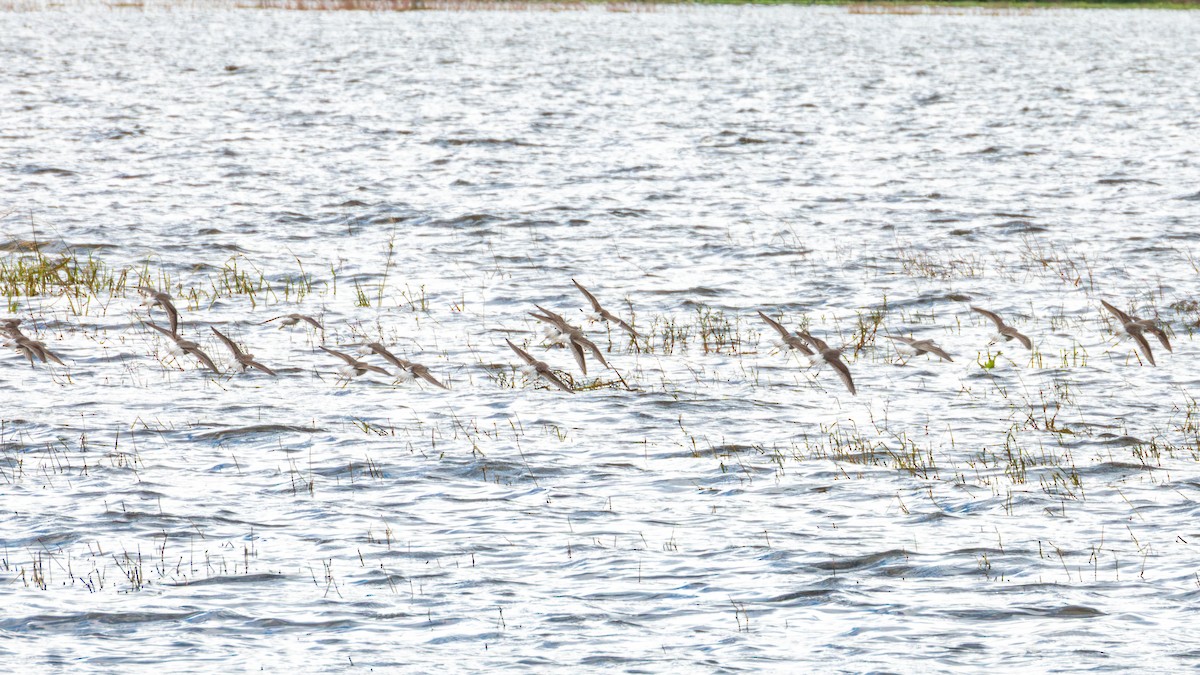 Phalarope de Wilson - ML643470065