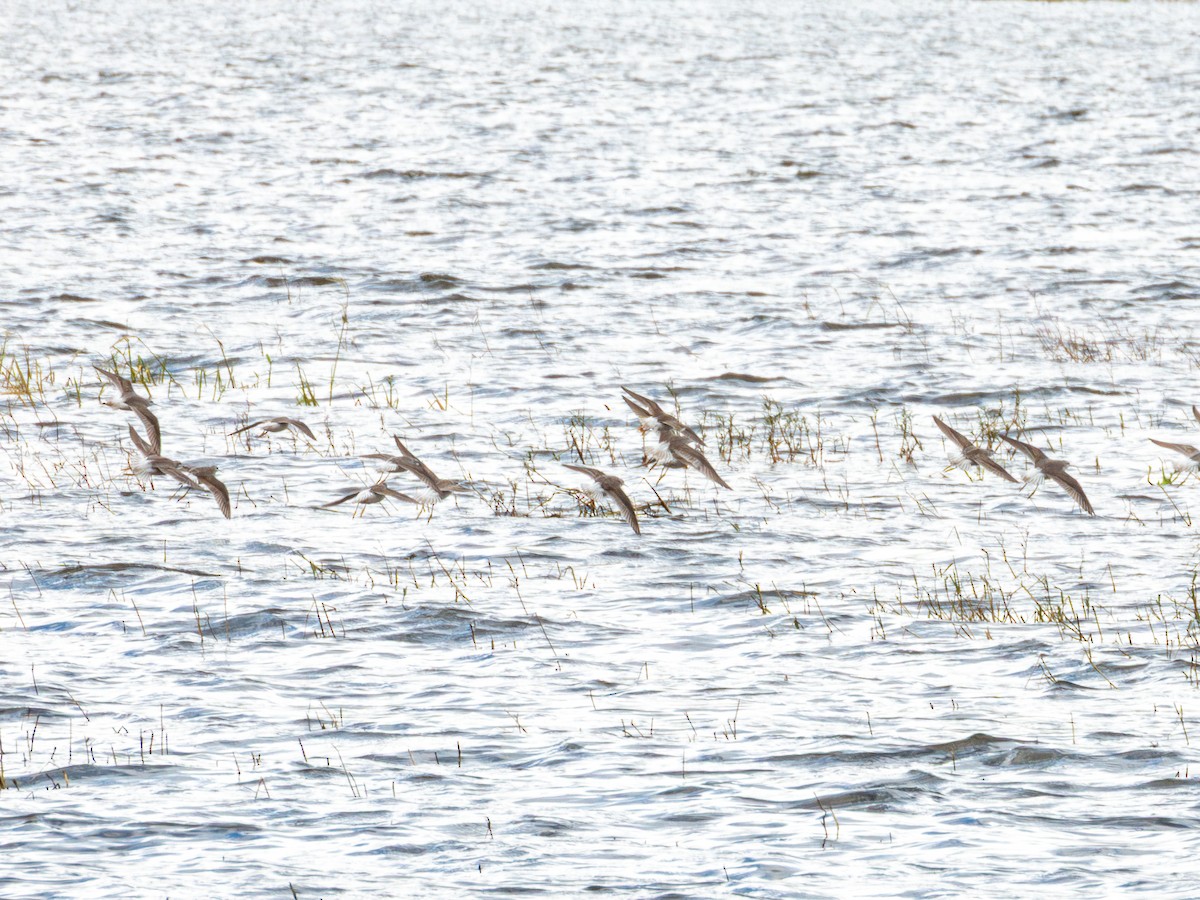 Phalarope de Wilson - ML643470066