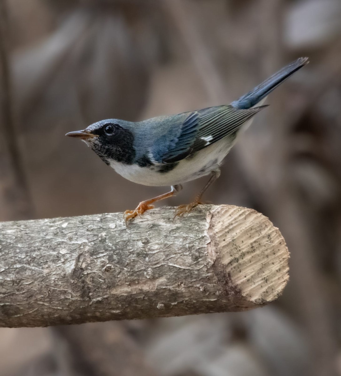 Black-throated Blue Warbler - ML643470069