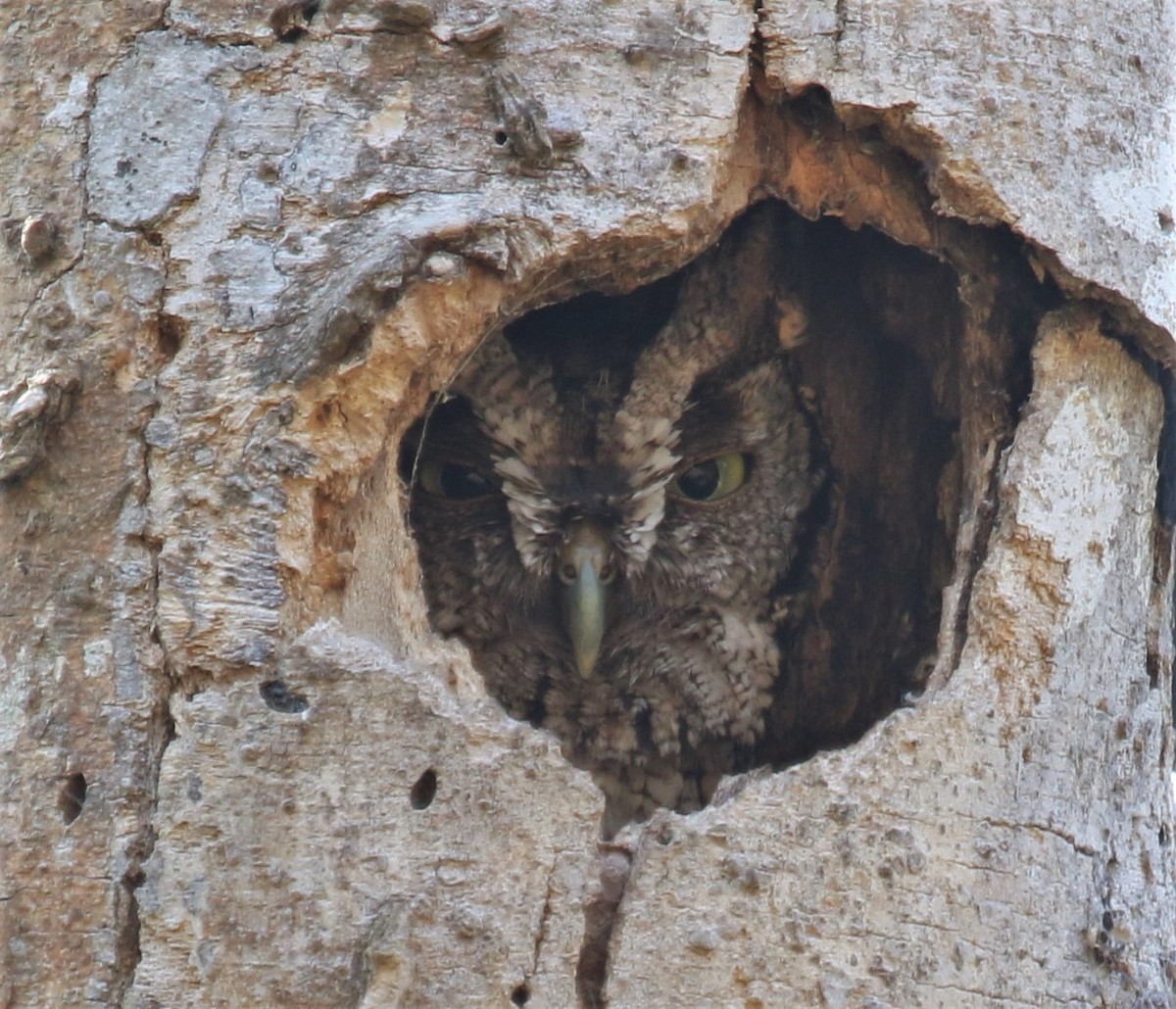 Eastern Screech-Owl (McCall's) - ML643470078