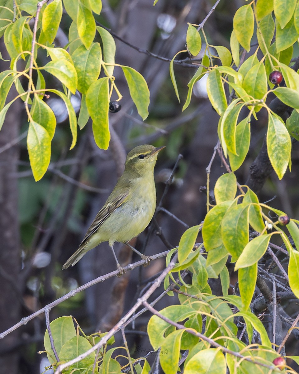 Green Warbler - ML643470086