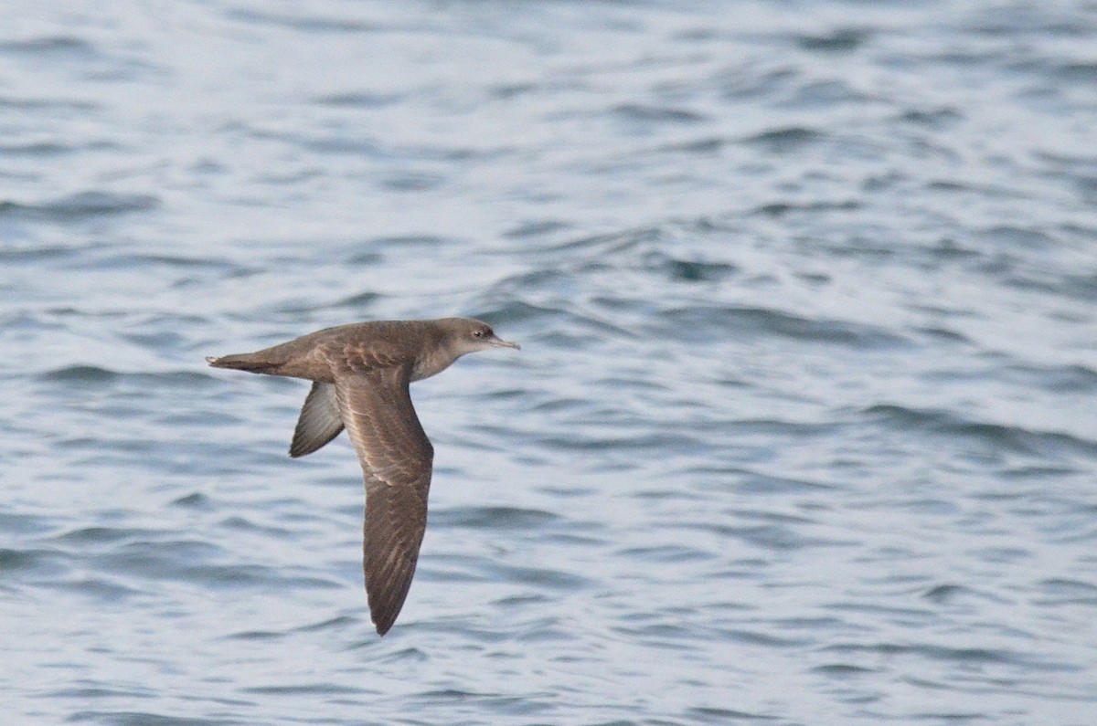 短尾水薙鳥 - ML643470088