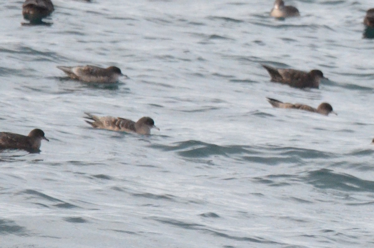 短尾水薙鳥 - ML643470089