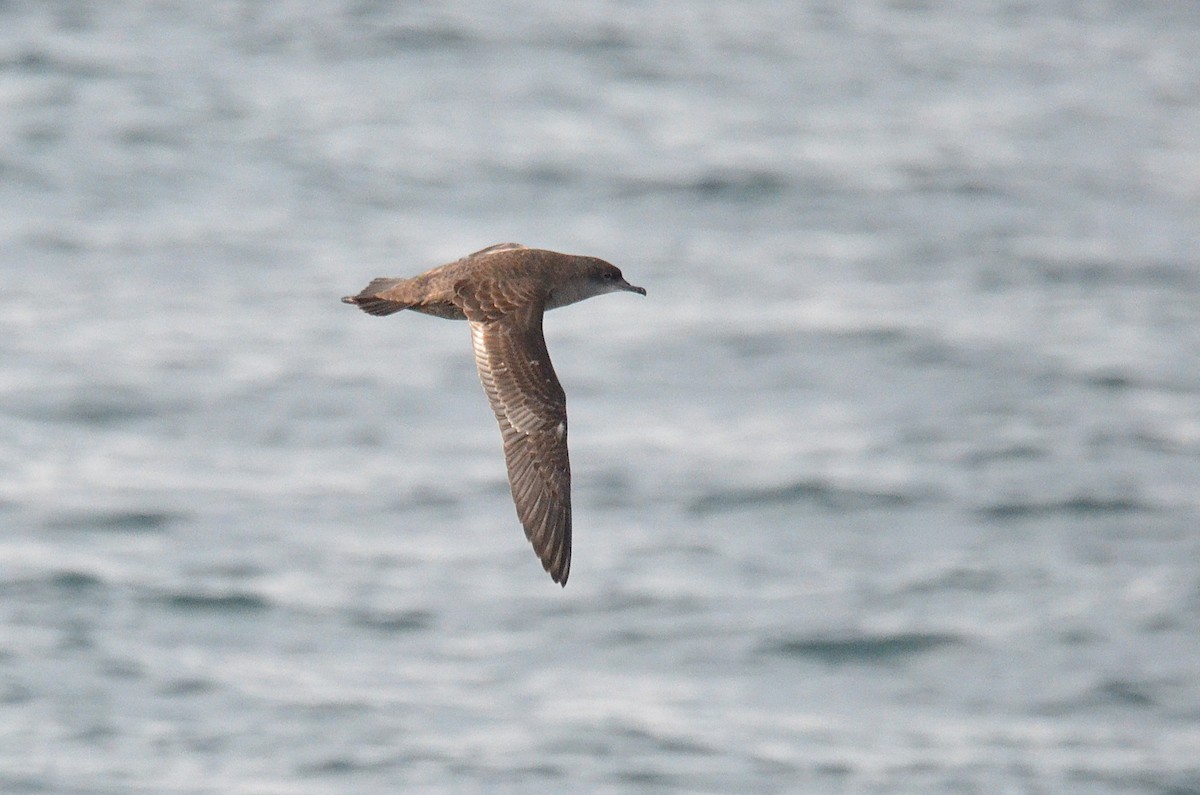 短尾水薙鳥 - ML643470090