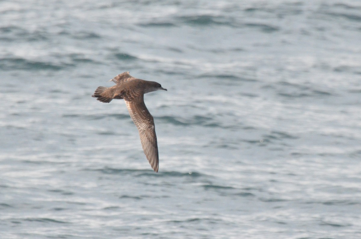 短尾水薙鳥 - ML643470091