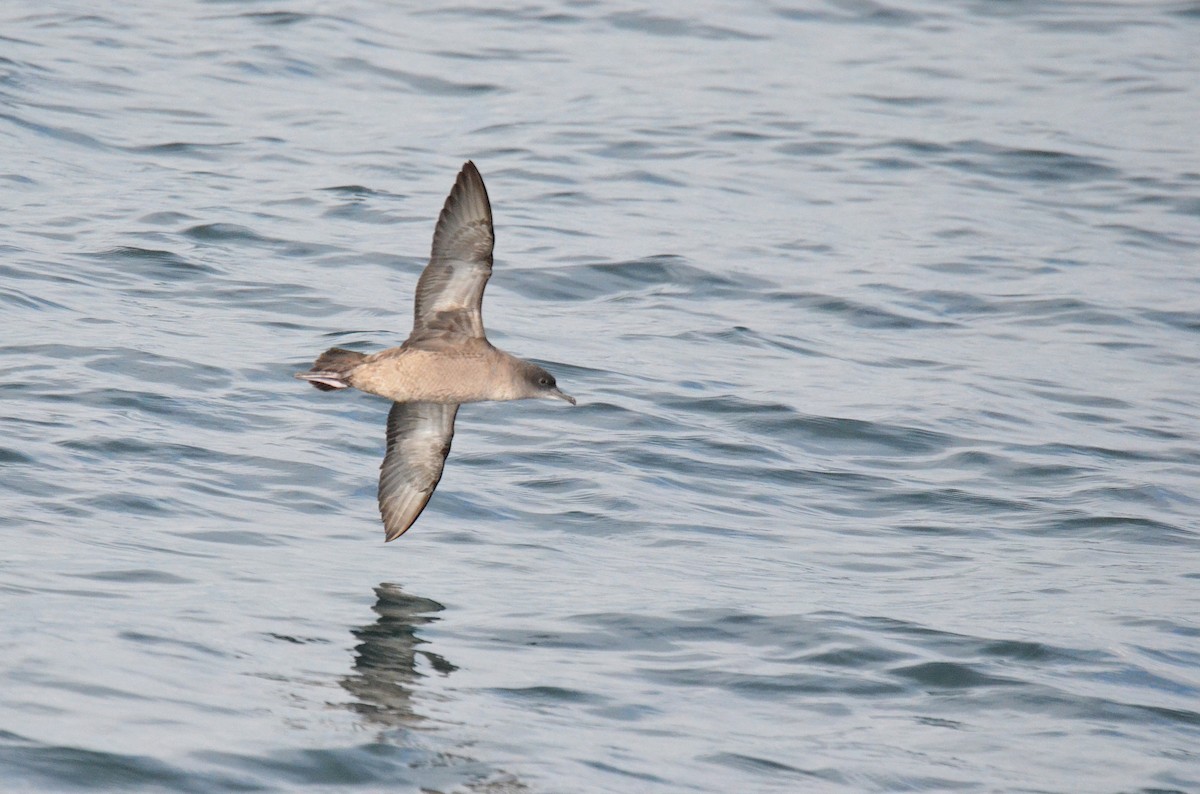 短尾水薙鳥 - ML643470092