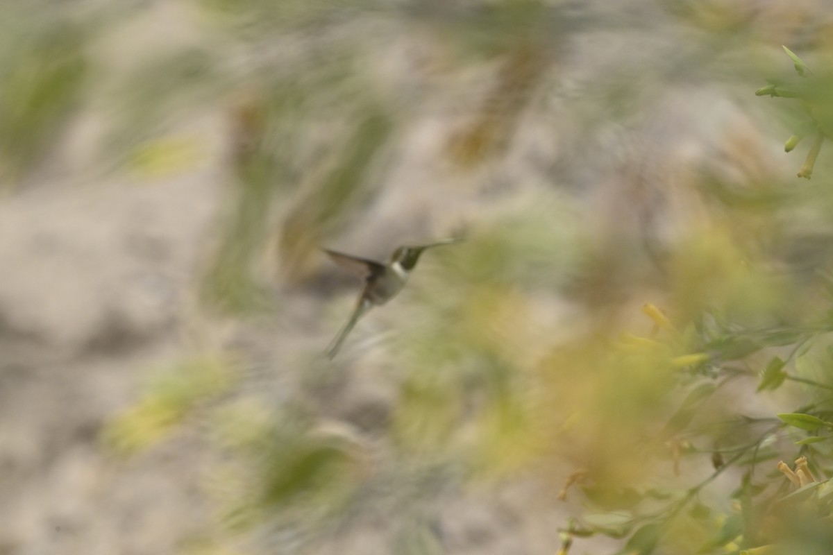 Oasis Hummingbird - ML643470094