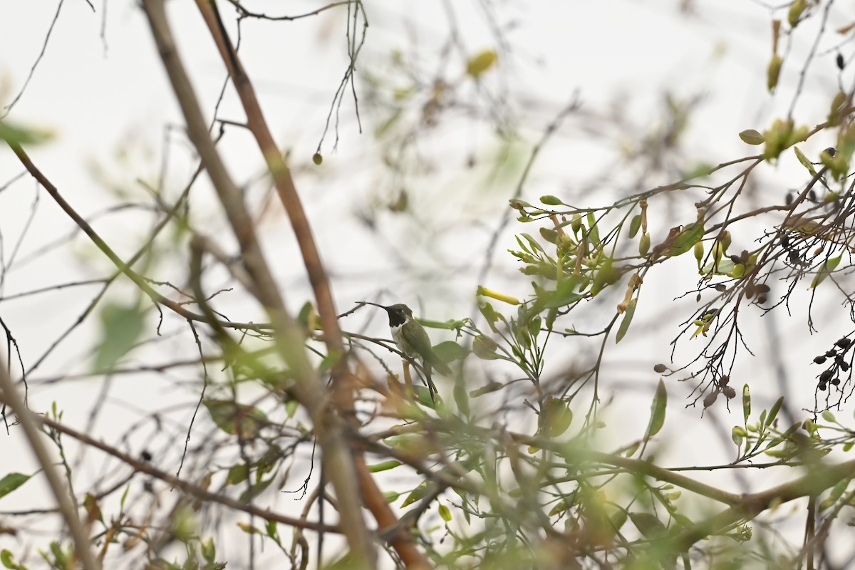 Oasis Hummingbird - ML643470095