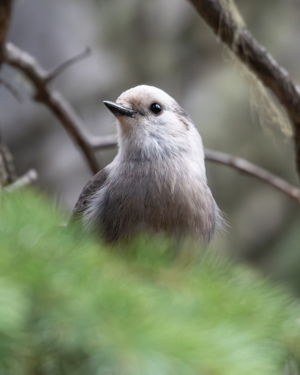 sojka šedá - ML643470099