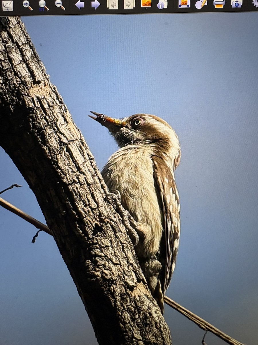 Brown-capped/Gray-capped Pygmy Woodpecker - ML643470104