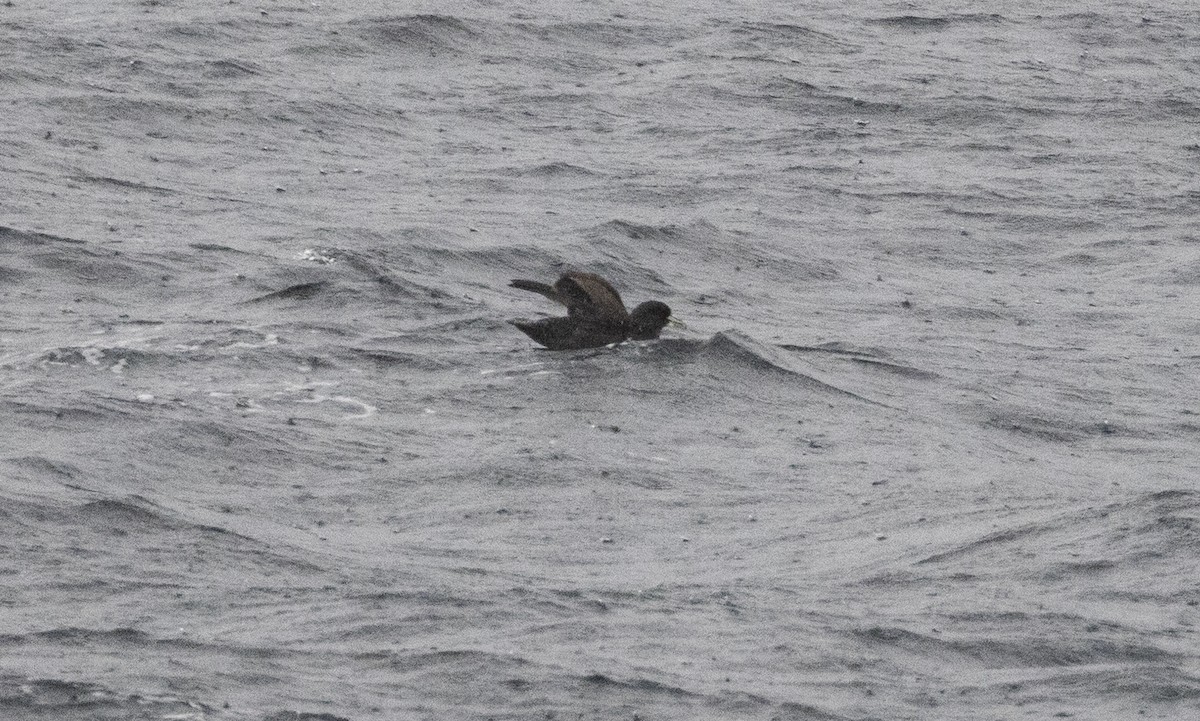 White-chinned Petrel - ML643470105