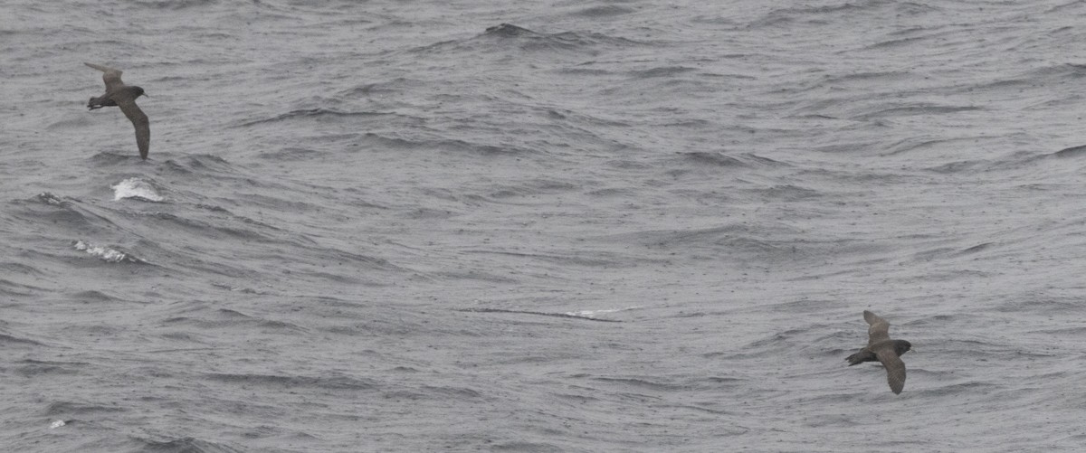 White-chinned Petrel - ML643470106