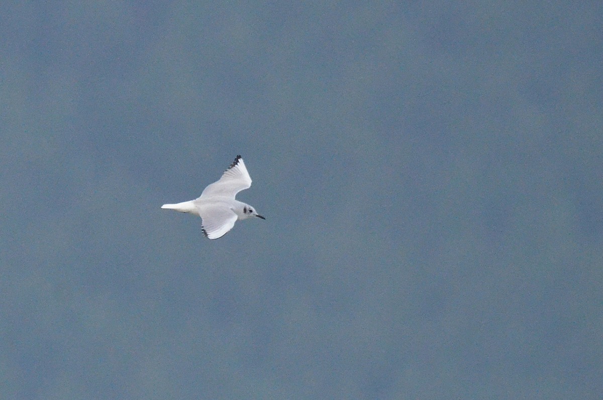Bonaparte's Gull - ML643470116