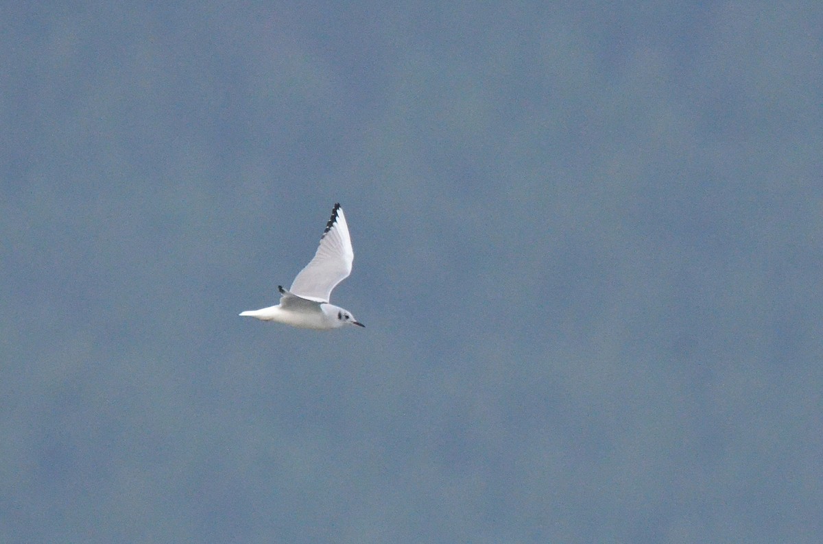 Bonaparte's Gull - ML643470117
