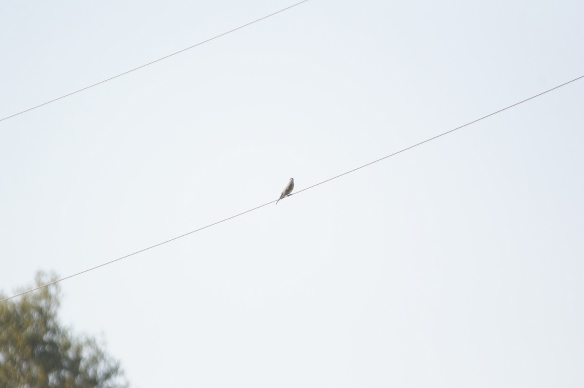 Western Kingbird - ML643470125