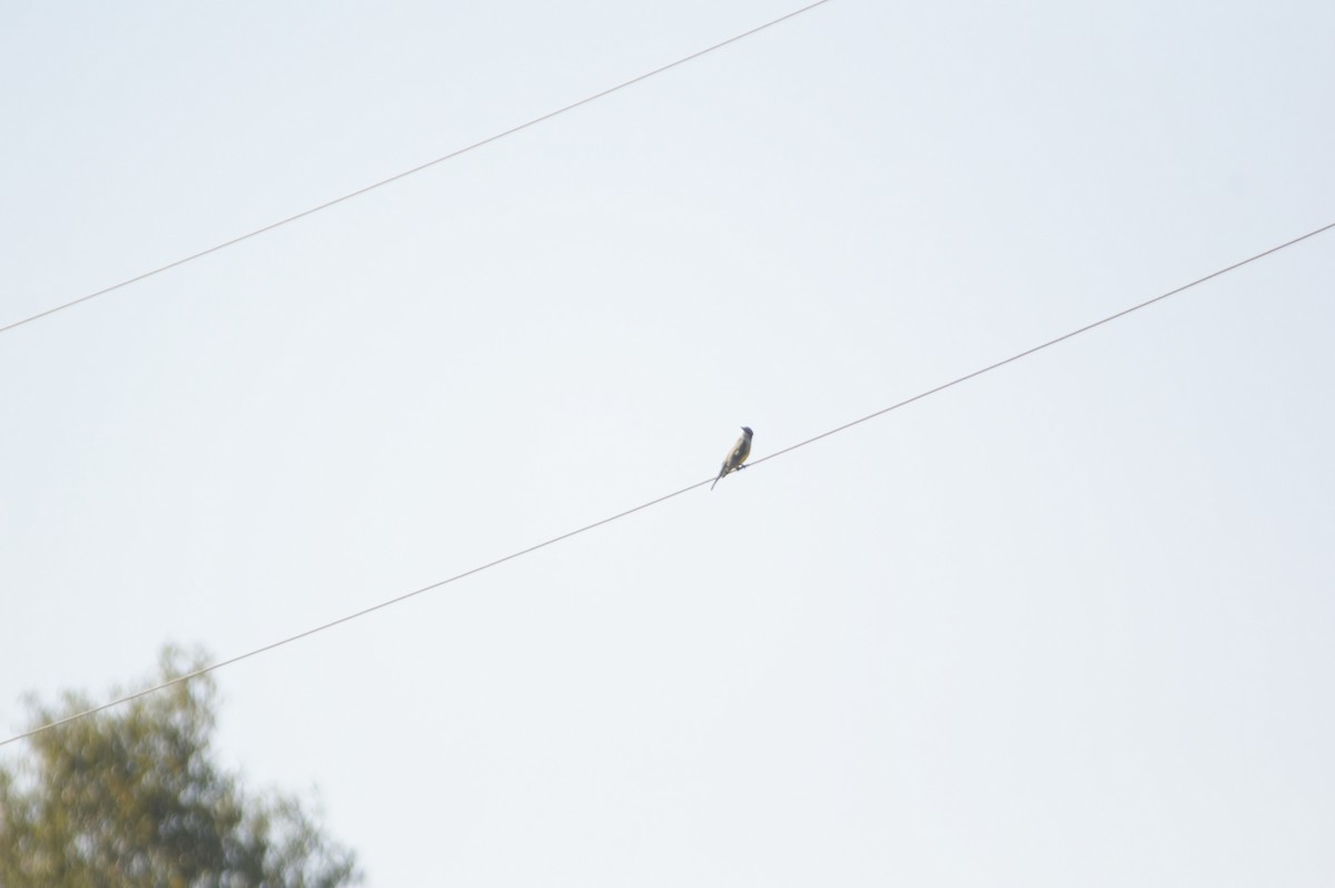 Western Kingbird - ML643470126