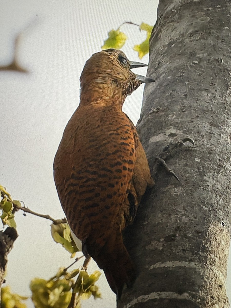 Rufous Woodpecker - ML643470130