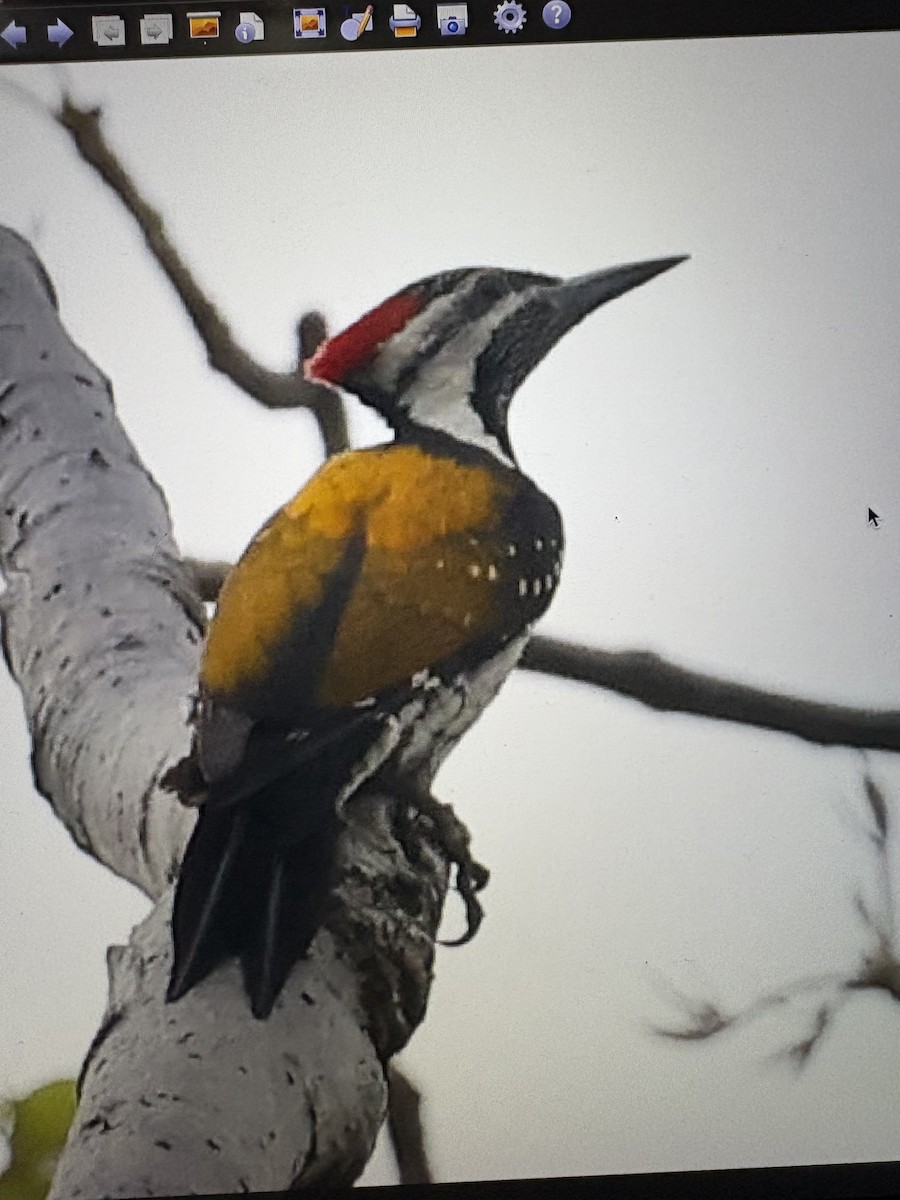 Black-rumped Flameback - ML643470151