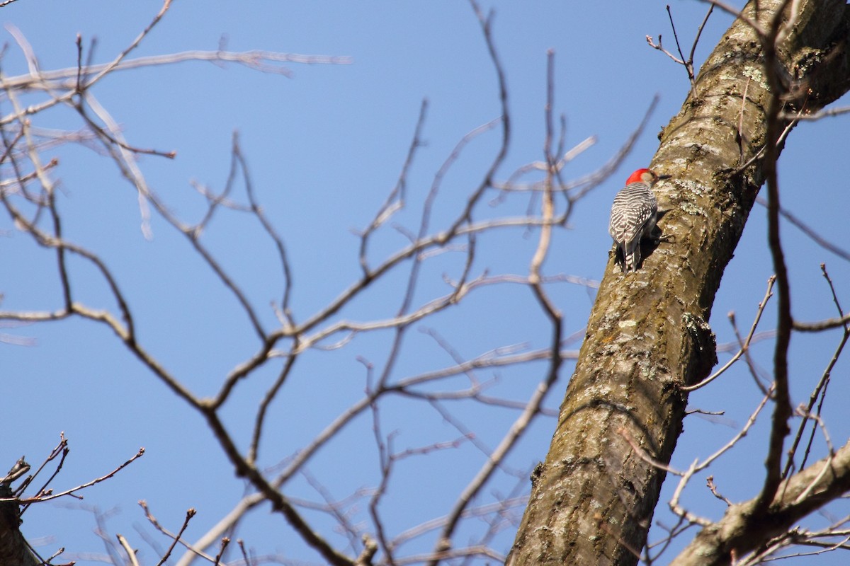 Red-bellied Woodpecker - ML643470157