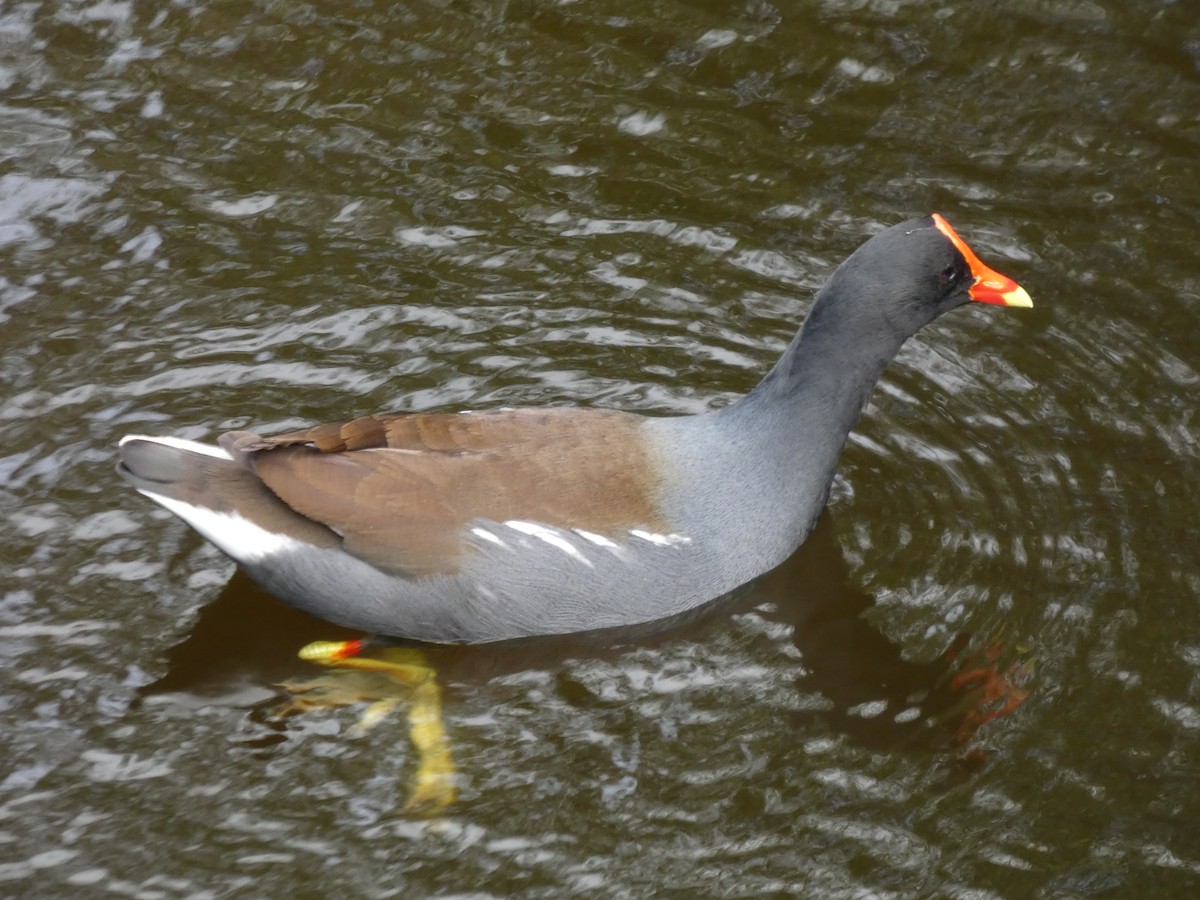 Common Gallinule - ML643470158