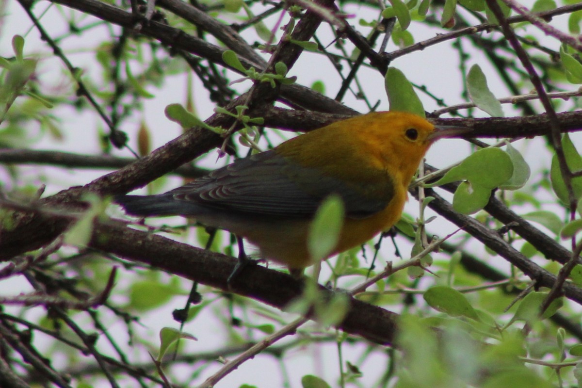 Prothonotary Warbler - ML643470167