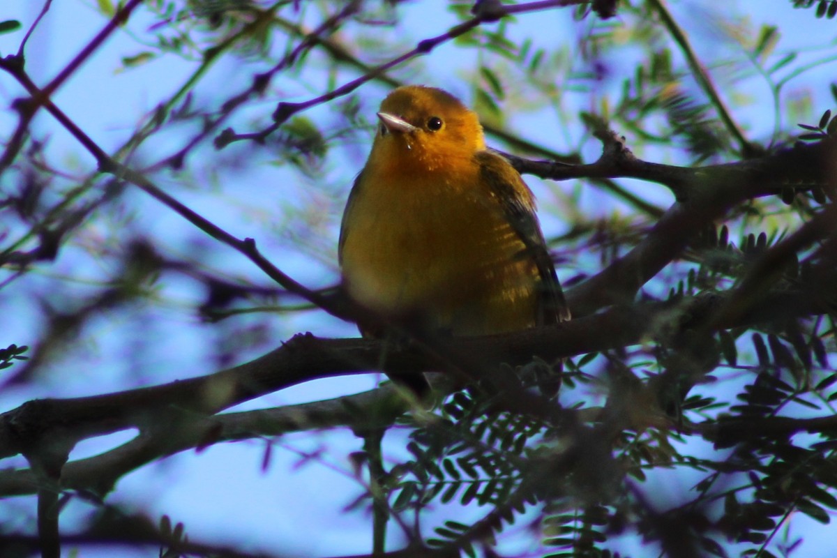 Prothonotary Warbler - ML643470169
