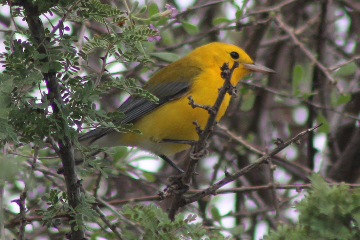 Prothonotary Warbler - ML643470171