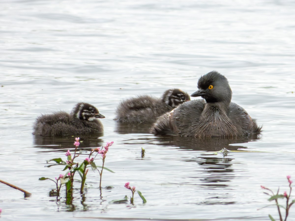 Least Grebe - ML643470187