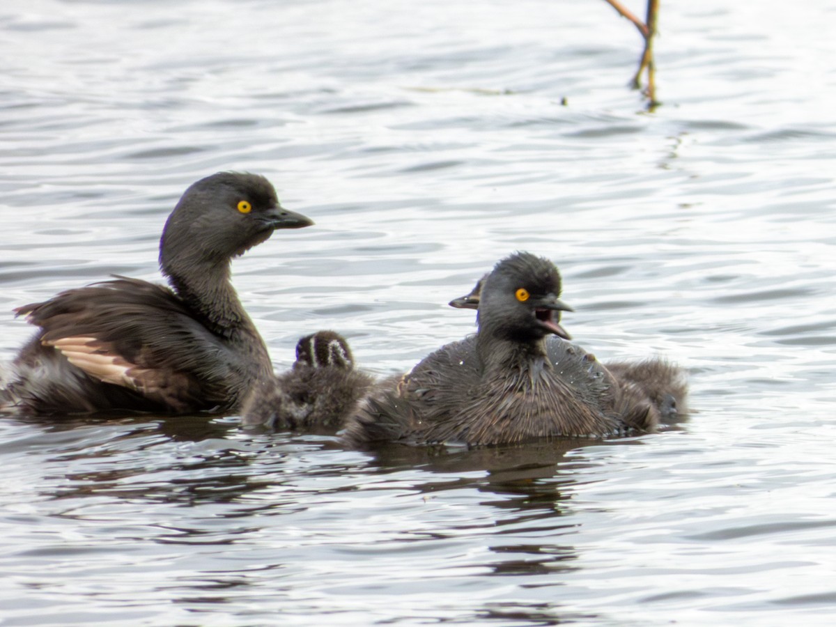 Least Grebe - ML643470188