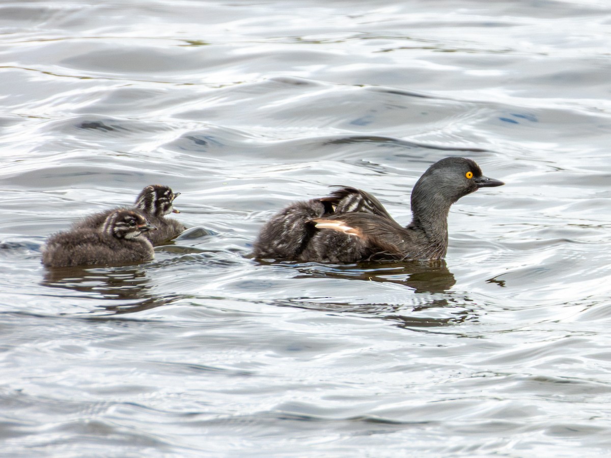 Least Grebe - ML643470189