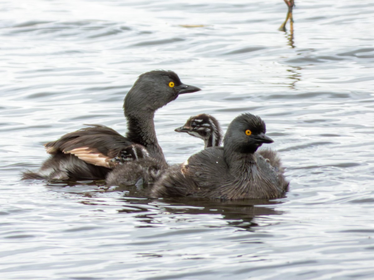 Least Grebe - ML643470190