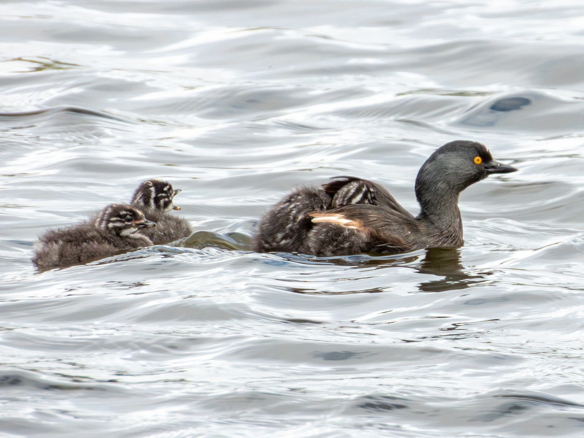 Least Grebe - ML643470191