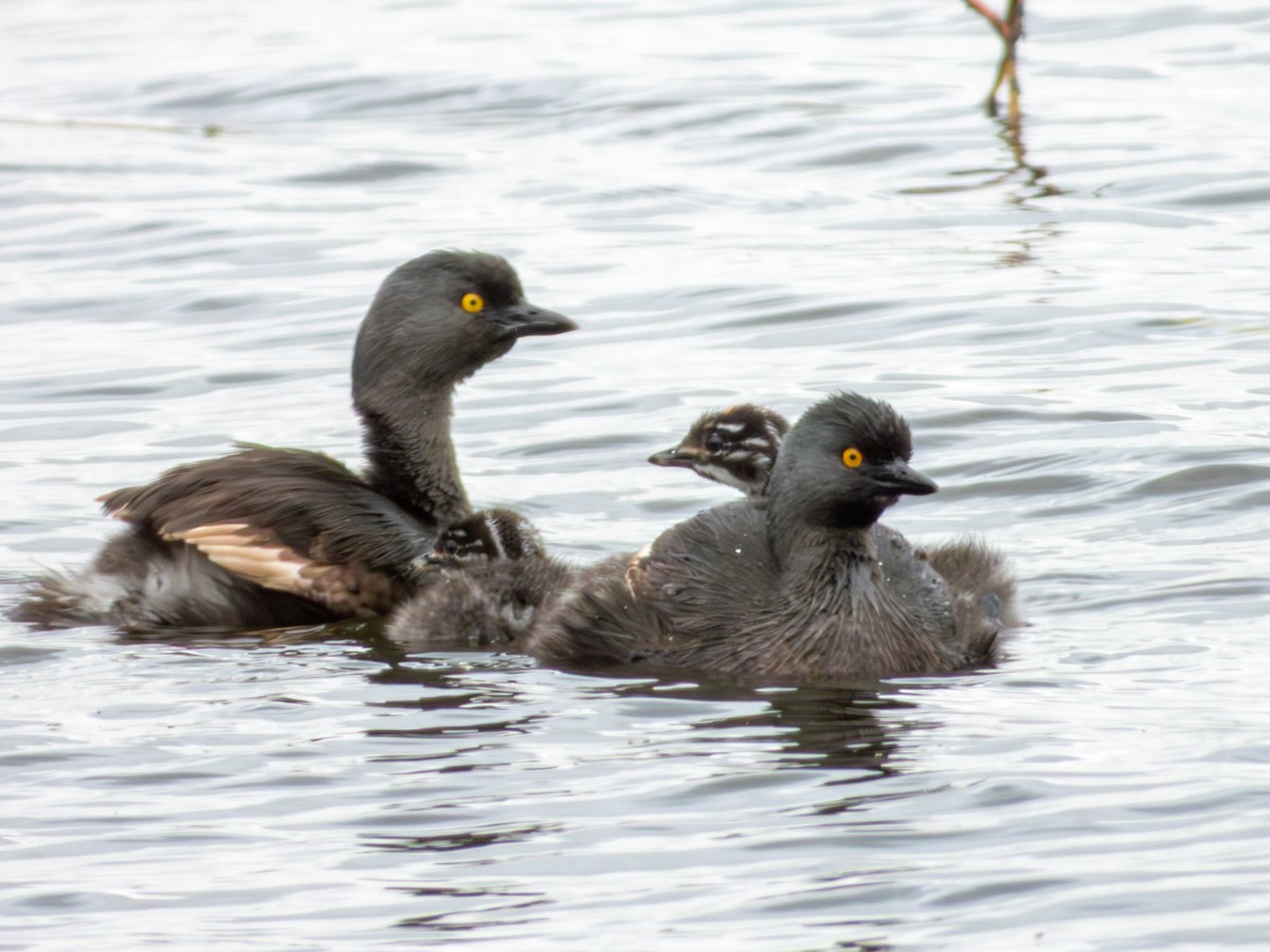 Least Grebe - ML643470192