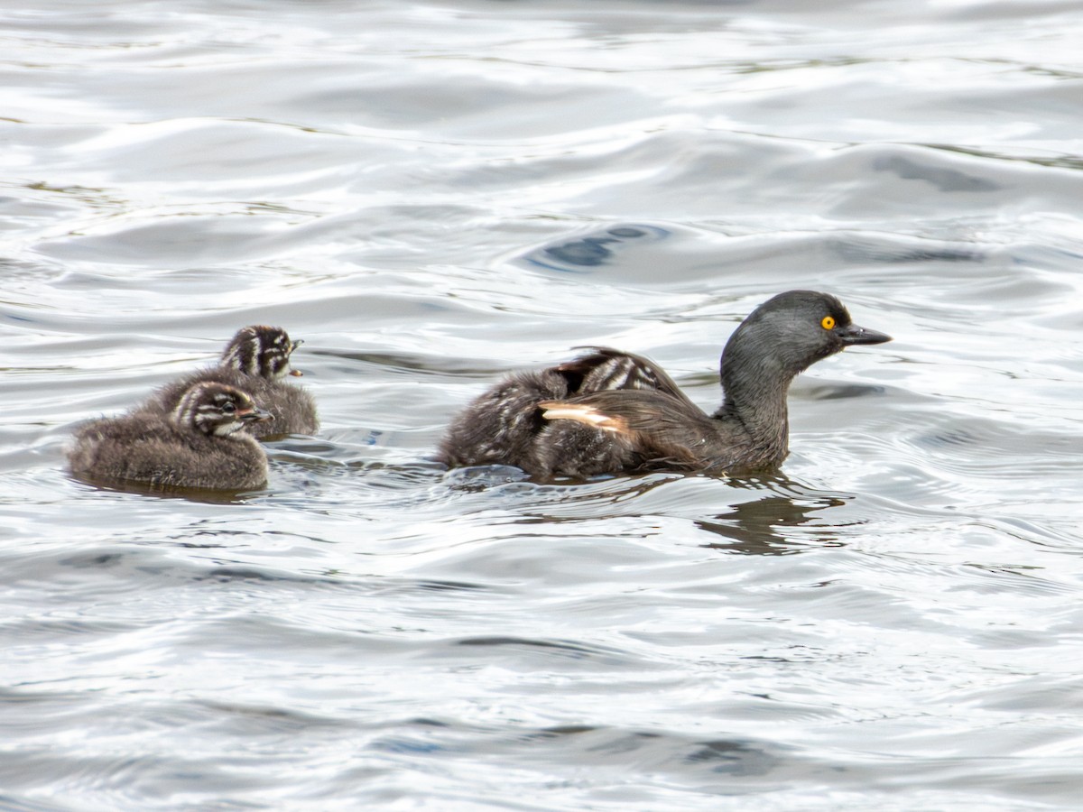 Least Grebe - ML643470193