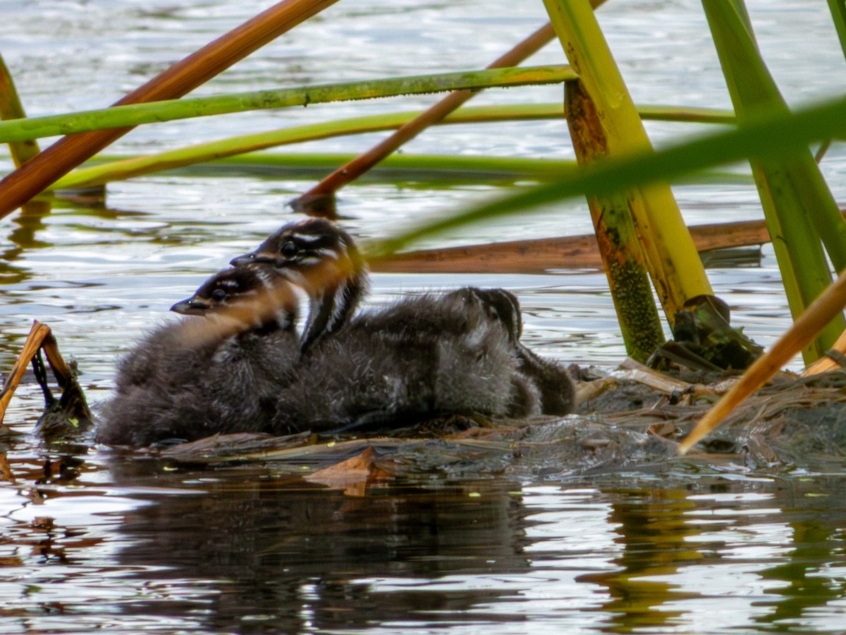 Least Grebe - ML643470194