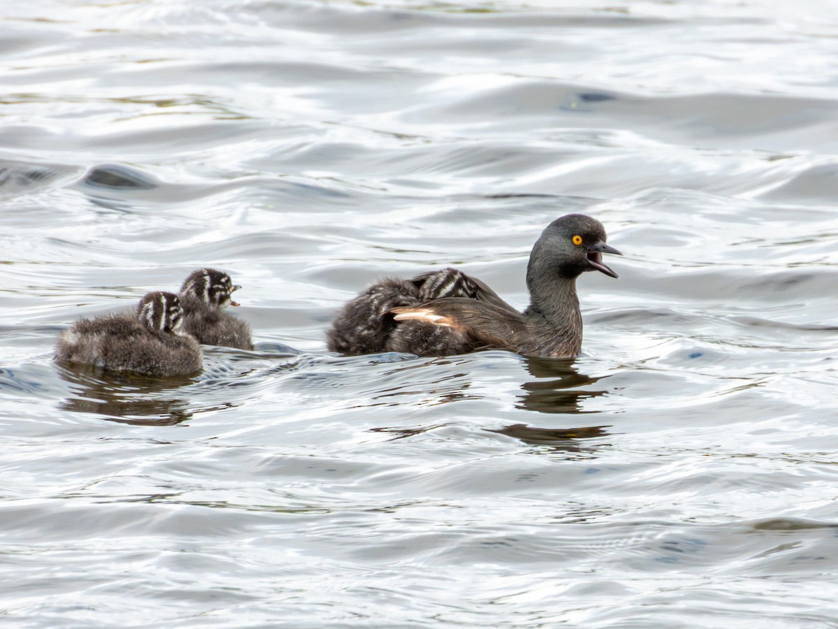Least Grebe - ML643470195