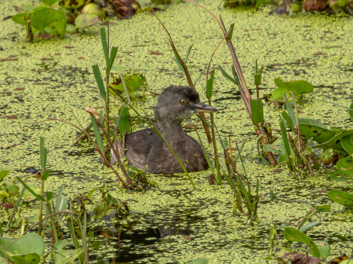 Least Grebe - ML643470196