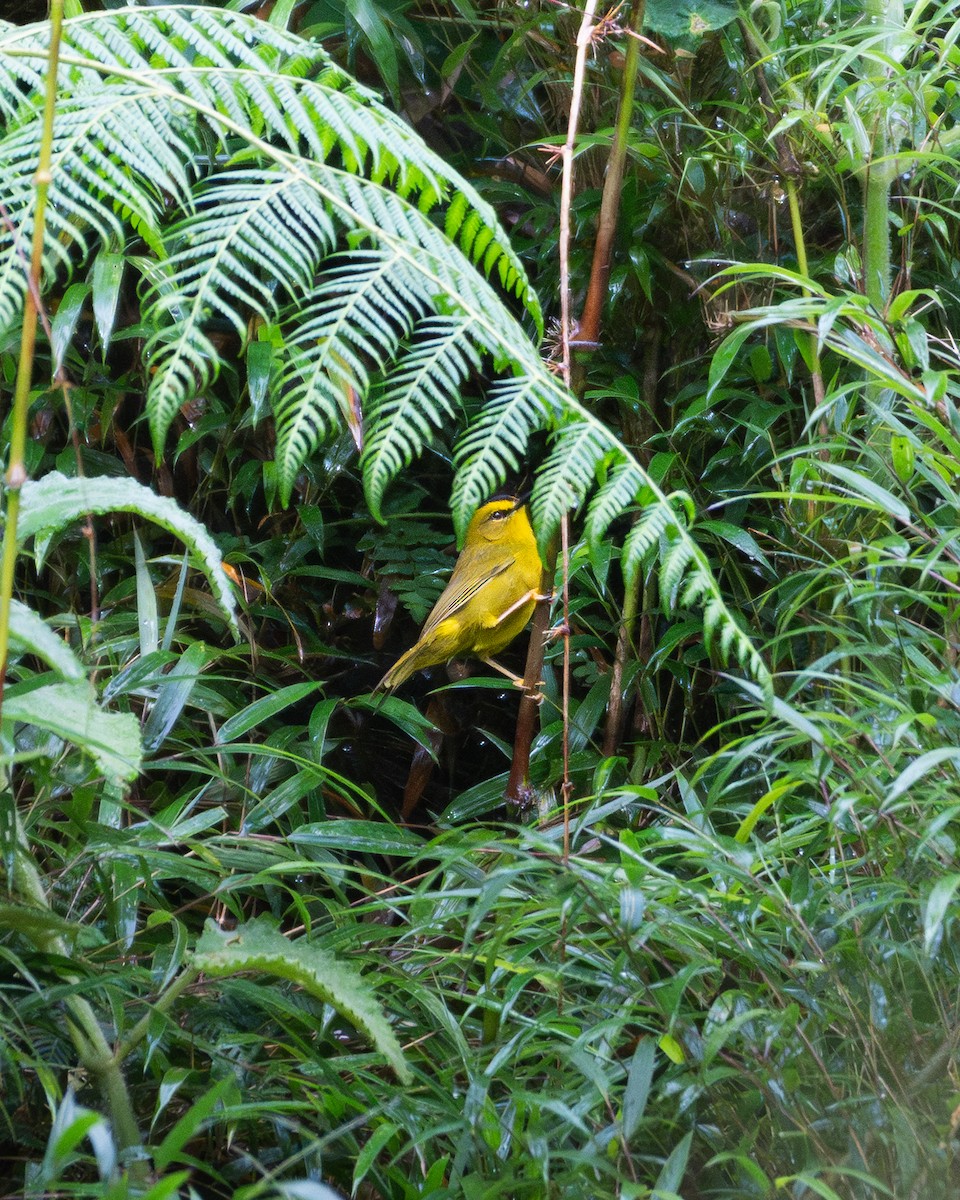 Black-crested Warbler - ML643470212