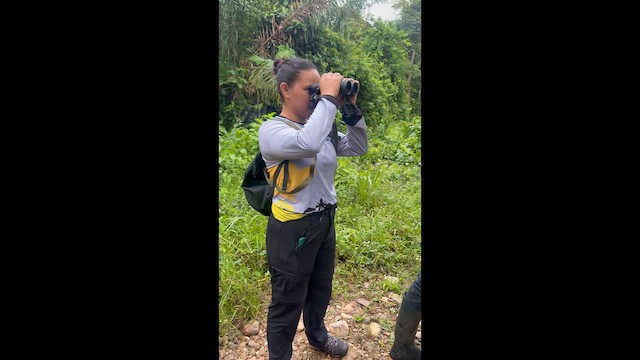 White-chinned Jacamar - ML643470220