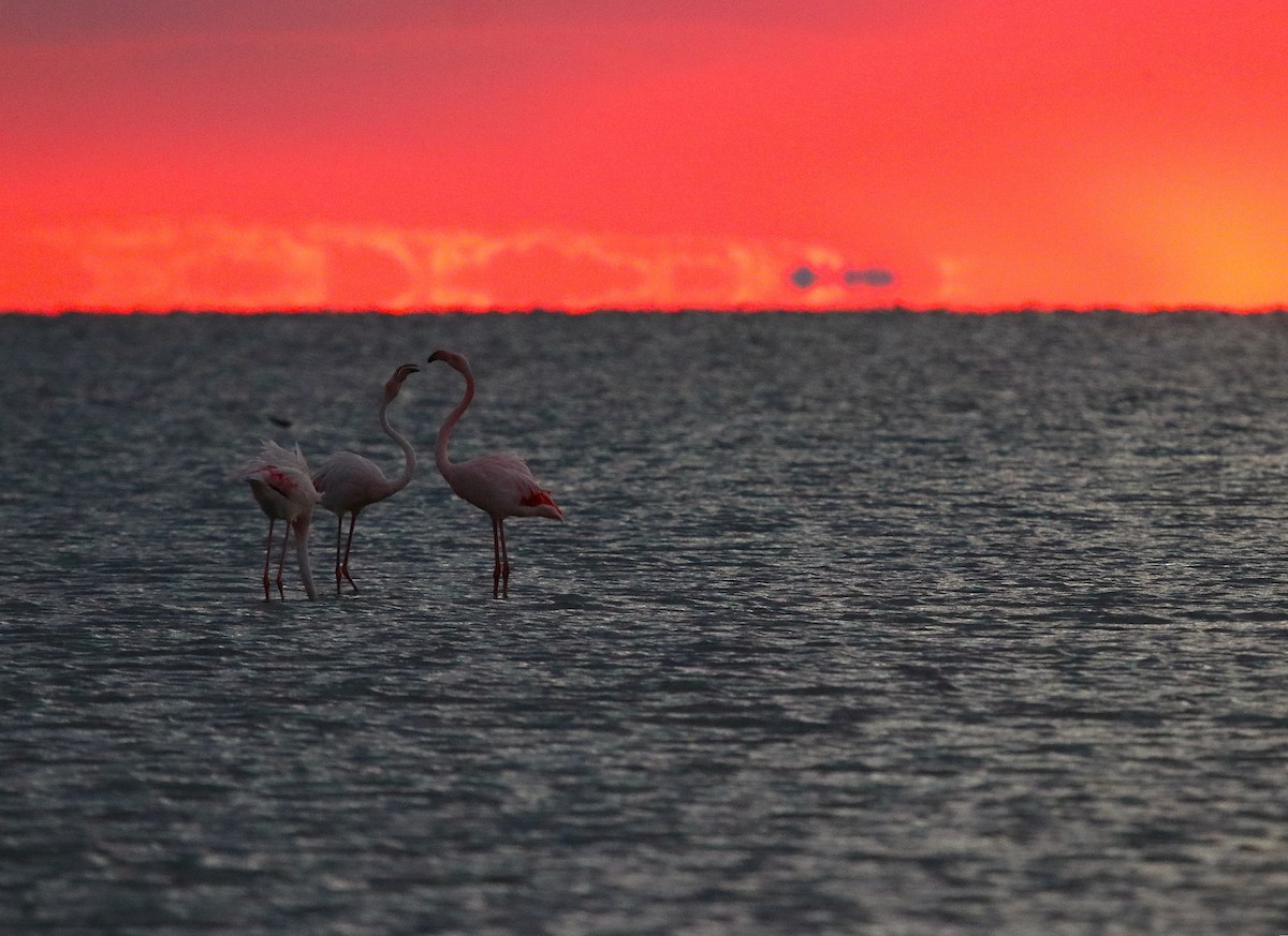 rosenflamingo - ML643470236