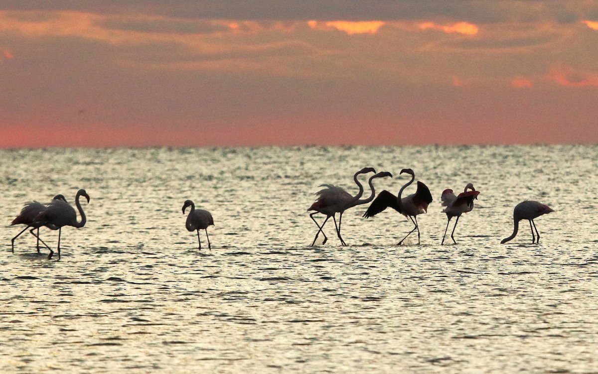 rosenflamingo - ML643470237