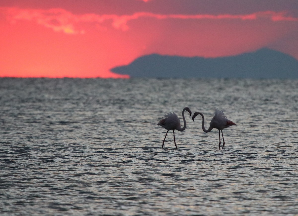 rosenflamingo - ML643470238